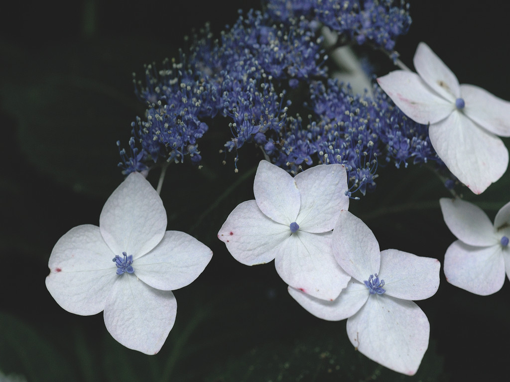 14.07.03.  (kagi-mt)