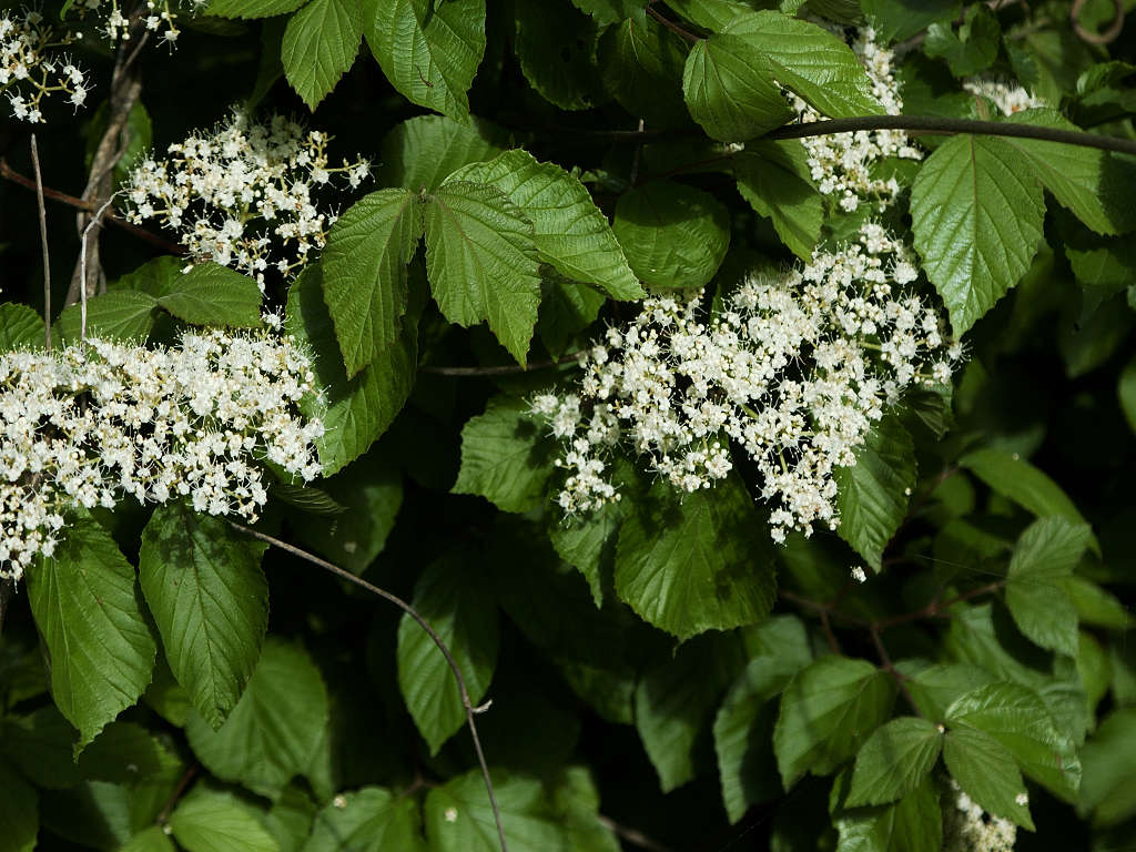 05.06.12.  (tai-mt)